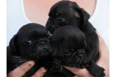 ***Mopsalarm***Kleine reinrassige Mops Welpen in beige und schwarz 