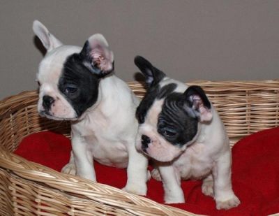 Französische Bulldogge Welpen
