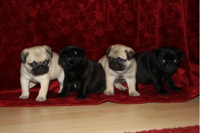 Beeige Mopskinder sind noch zu haben:-))