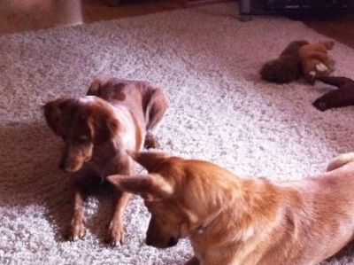 Barbara – Bestens vorbereiteter, wunderschöner Familienhund im Anmarsch!