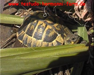Italienische Landschildkröten Testudo hermanni hermanni Nachzucht 2010
