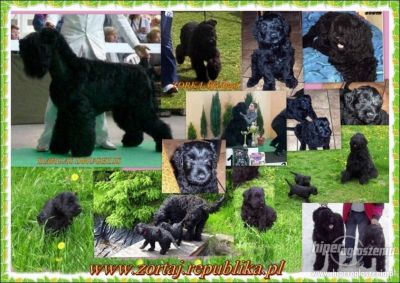 SCHWARZER RUSSISCHER TERRIER - Welpen
