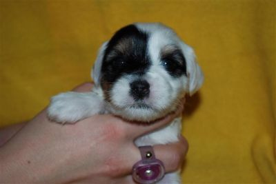 4 Tibet Terrier Welpen suchen noch ein neues Zuhause 