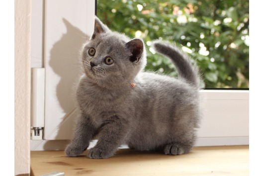 Wunderschöne BKH Babys mit Stammbaum suchen dich!!!!