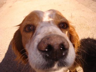 Tanga – Entzückende, kleine Fellnase schöpft Hoffnung