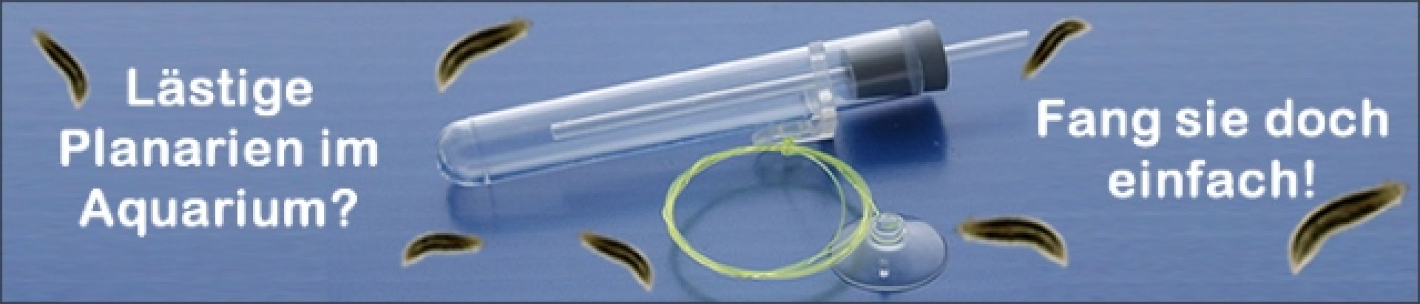 Planarienfalle gegen Planarien im Aquarium mit Garnelen / Planarien Falle