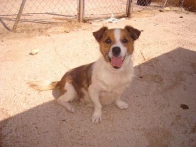 Vito – Ganz dringlicher, besonderer Kandidat für eine liebevolle Couch!