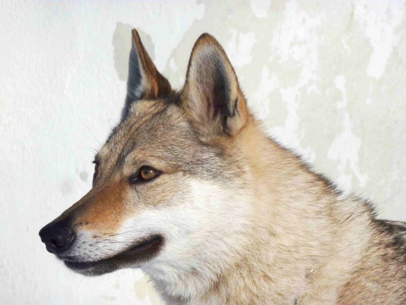 Tschechoslowakische Wolfshund