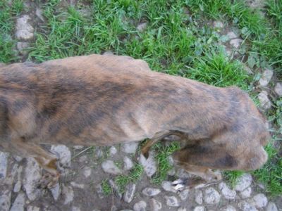 Alexa – Sind Herz & Couch bereit für diese einmalig schöne Galga ?!