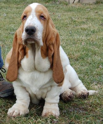 Basset hound