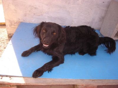 Pulpi – Seidenweicher, liebenswerter Clown im Anflug auf Familiencouch!