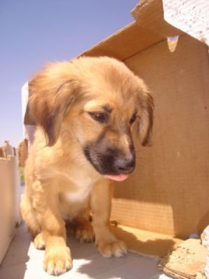 Sheriff Toy – Ganz viel goldige Welpenfröhlicheit sucht fröhliche Zweibeiner!