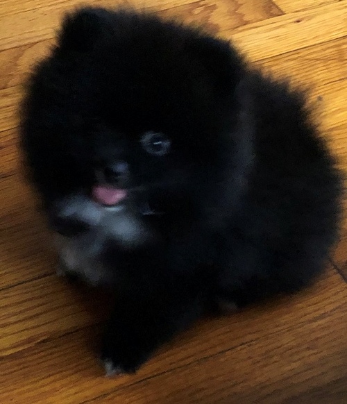 Wunderschöne Pomeranian Zwergspitz Welpen weiss 