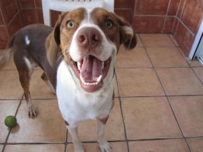 Bécquer – Charmanter Monsieur nimmt Anlauf auf Familiencouch!