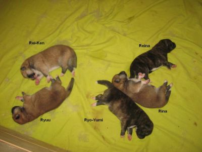 Akita-inu Welpen aus Almaju.cz