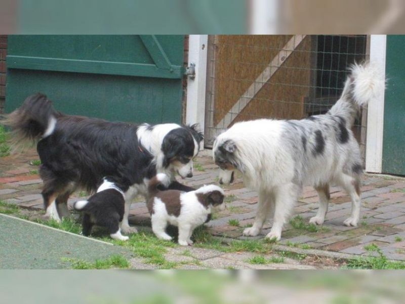 Australian Shepherd Welpen zu verkaufen