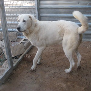 Basil – Weißer, wunderschöner, nobler Riese auf Herzeroberungskurs!