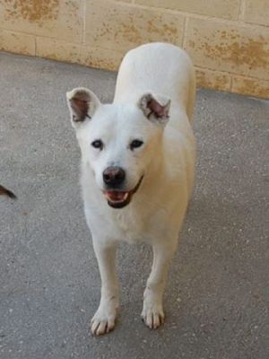 Snowy – Liebevoller Schneekönig bittet höflich um seine Couch!