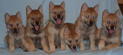 Tscechoslovakische Wolfshund
