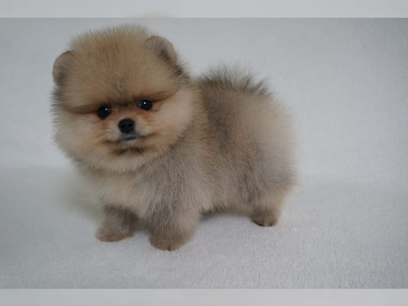Pomeranien Zwergspitz mit VDH-FCI-Papieren