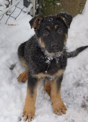 4 DSH Welpen nach Unkas - Top Verbindung - mit Sondervereinbarung