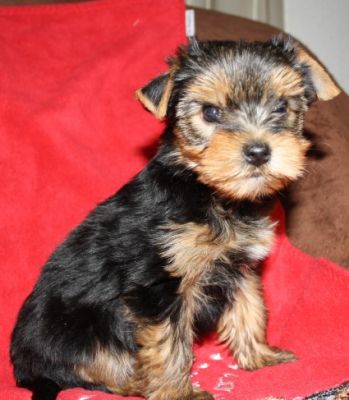 Yorkshire Terrier Welpen,VDH/FCI