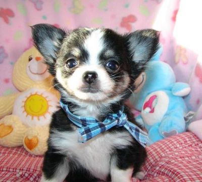 Mini-Chihuahua Welpen 12 Wochen Mit Papieren .