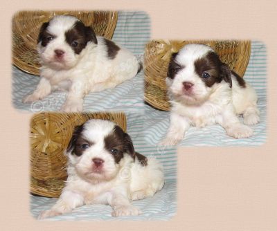 Shih tzu Rüde und Hündin