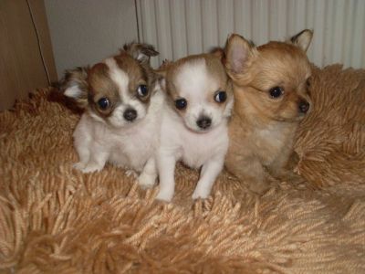chihuahua Welpen zur Verfügung für gute Hause