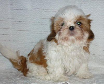 Shih Tzu Welpen dürfen sofort ausziehen
