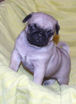 Qualitäts Mops Welpen sind zu vergeben vom FCI Zucht