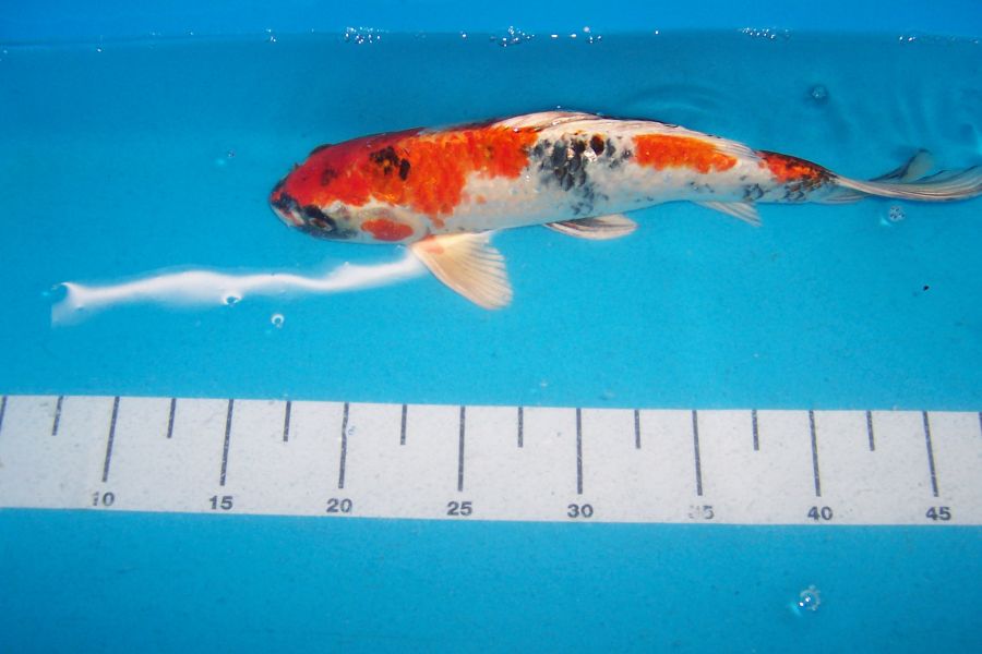 Koi Angebote, Teichmuscheln, Edelkrebse vom Koi-Center Schafflund