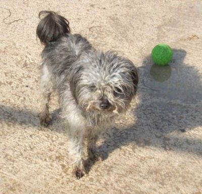 Pity – Mini Teppichporsche bettelt um ein warmes Plätzchen!