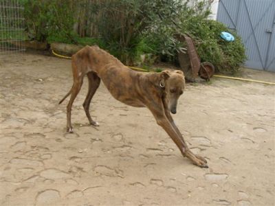 Alexa – Sind Herz & Couch bereit für diese einmalig schöne Galga ?!