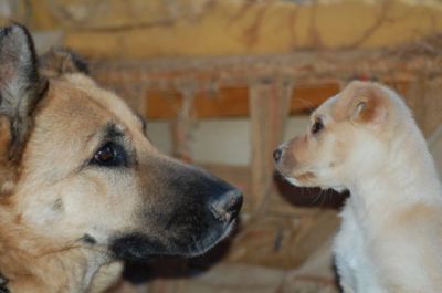 Lala – Knutschkugel Alarm der höchsten Stufe!