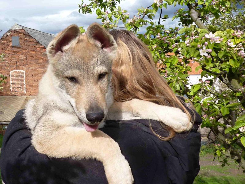 Tschechoslowakische Wolfshund