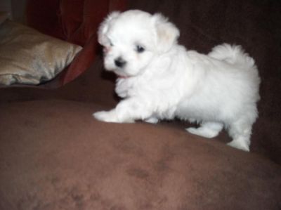 kleine Malteser- Rüden 