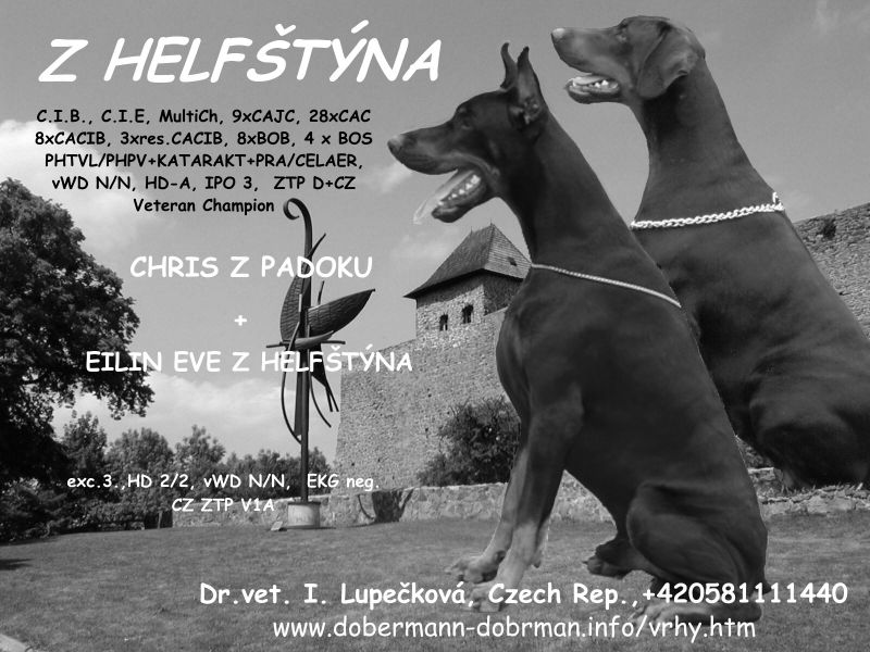 Dobermann - braune und schwarze Welpen mit FCI Papieren aus CZ Zucht