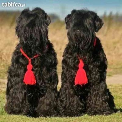 Welpen Schwarze Terrier