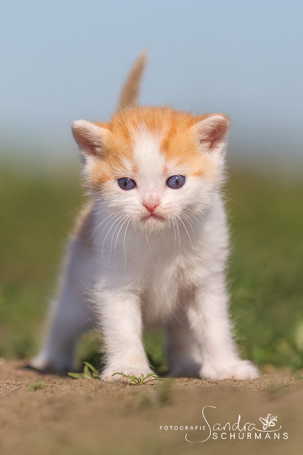 Zauberhafte Britenkinder suchen... 