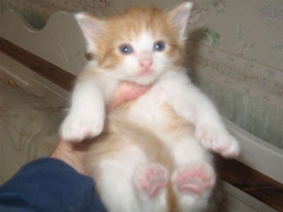 Maine Coon Jungkater