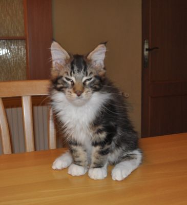 Maine coon Katzchen mit Stammbaum