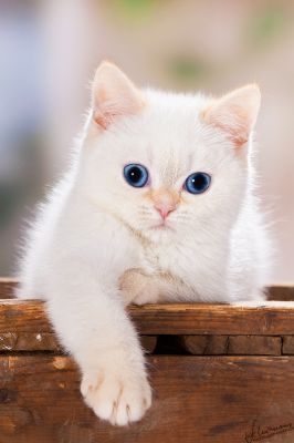 Kleiner BKH Herzensbrecher sucht... 