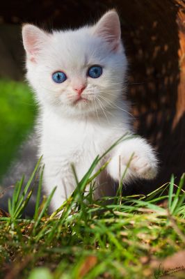 BKH und Highlander Babys in Red, Tabby und Colourpoint...  
