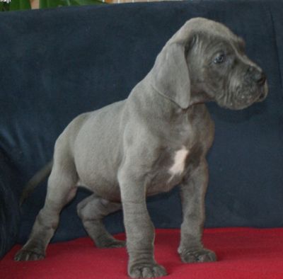 Deutsche Doggenwelpen