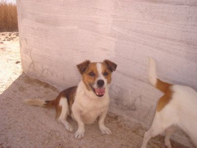 Vito – Ganz dringlicher, besonderer Kandidat für eine liebevolle Couch!