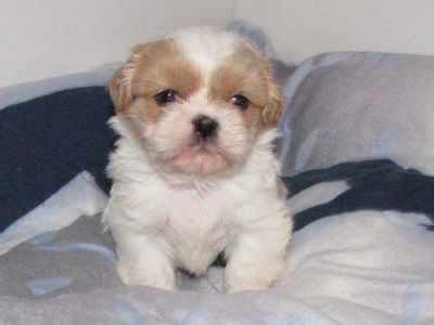 Shih-tzu Shihtzu Welpe Rüde Mini