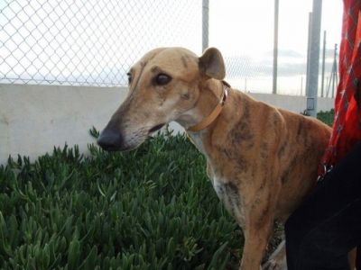 Gala – Hier schlägt des Galgo Fan’s Herz zehn Takte höher!