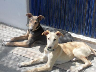 Blues – Superboy im Familienlandeanflug!