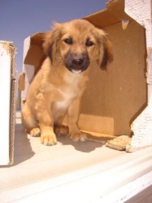 Sheriff Toy – Ganz viel goldige Welpenfröhlicheit sucht fröhliche Zweibeiner!